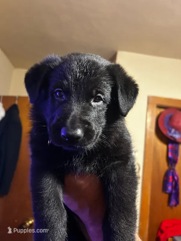 Light pink – German Shepherd Dog puppy for sale in Pueblo, CO