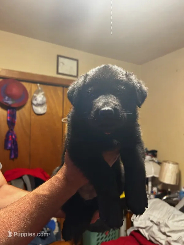 Purple  – German Shepherd Dog puppy for sale in Pueblo, CO