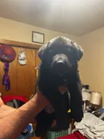 Purple , a female German Shepherd Dog for sale in Pueblo, CO – 1 of 3