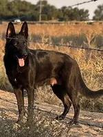 Hot pink, a female German Shepherd Dog for sale in Pueblo, CO – 2 of 3