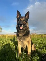 Hot pink, a female German Shepherd Dog for sale in Pueblo, CO – 3 of 3