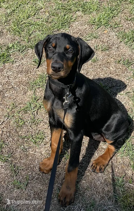 Delta (AKC Reg) – Doberman Pinscher puppy for sale in Greenville, NC