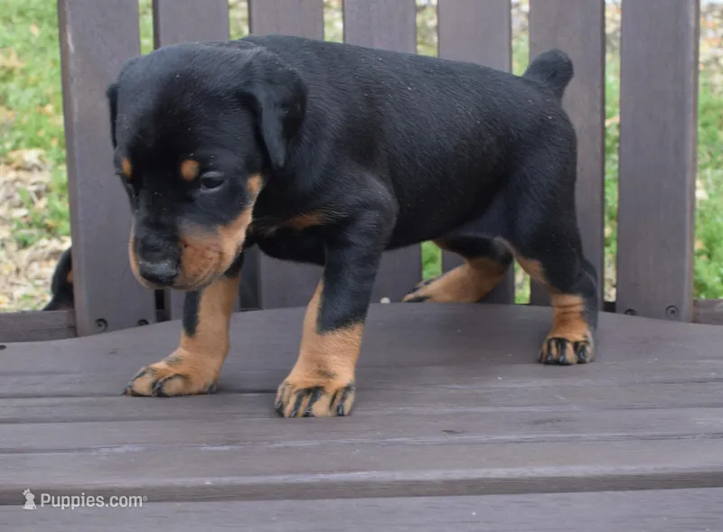 Beta – Doberman Pinscher puppy for sale in Greenville, NC