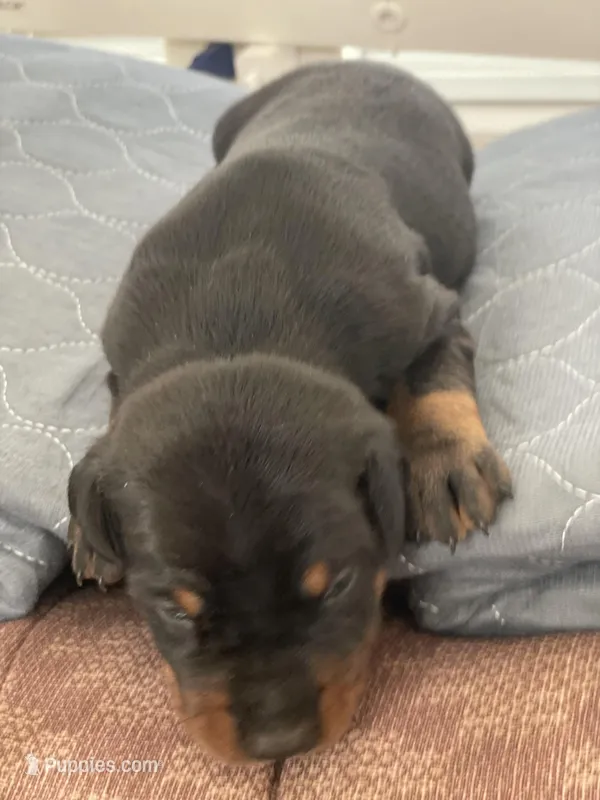 Alpha – Doberman Pinscher puppy for sale in Greenville, NC