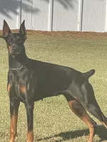 Alpha, a male Doberman Pinscher for sale in Greenville, NC – Photo 4 of 4