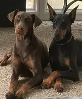 Alpha, a male Doberman Pinscher for sale in Greenville, NC – Photo 2 of 4