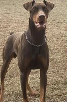 Alpha, a male Doberman Pinscher for sale in Greenville, NC – Photo 3 of 4