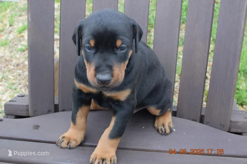 Alpha – Doberman Pinscher puppy for sale in Greenville, NC