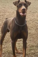 Alpha, a male Doberman Pinscher for sale in Greenville, NC – Photo 2 of 2