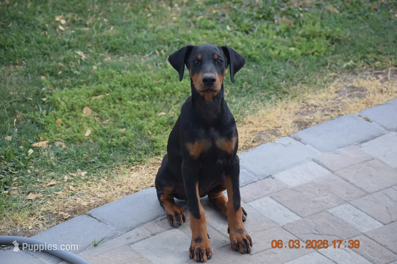 Beta (AKC Reg) – Doberman Pinscher puppy for sale in Greenville, NC
