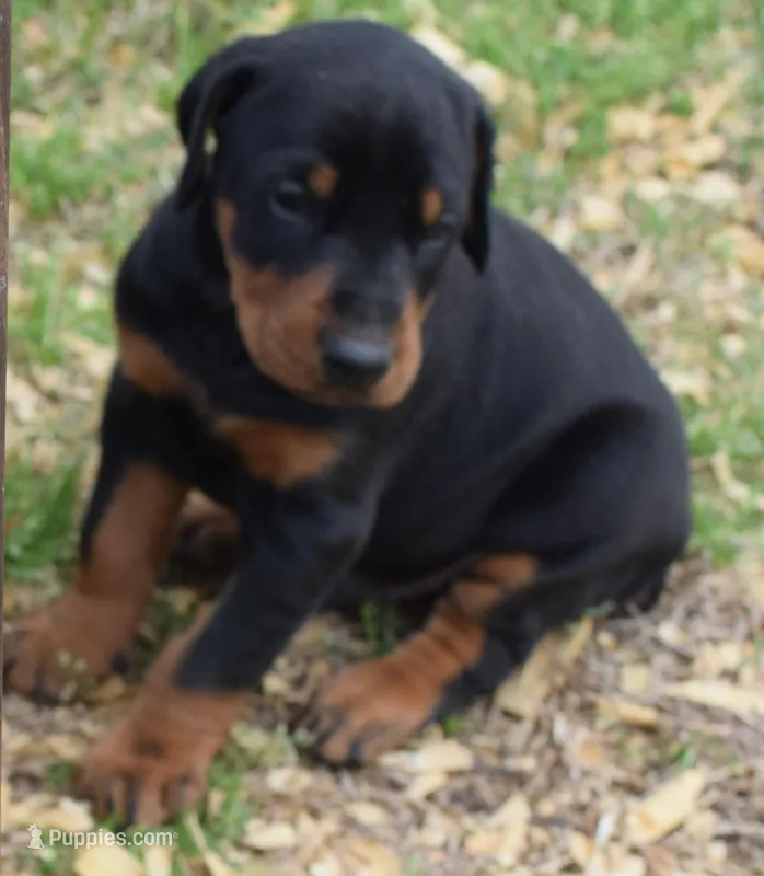 Charlie – Doberman Pinscher puppy for sale in Greenville, NC