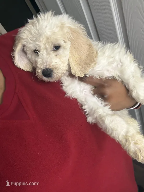 Girl  – Poodle - Standard  puppy for sale in Dallas, TX
