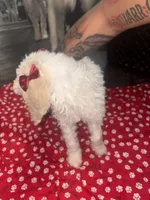 Girl , a female Poodle - Standard  for sale in Dallas, TX – Photo 2 of 3