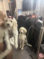 Girl , a female Poodle - Standard  for sale in Dallas, TX – Photo 3 of 3