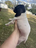 Girl 7, a female German Shorthaired Pointer for sale in Tampa, FL – Photo 1 of 4