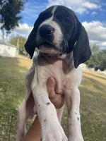 Girl 7, a female German Shorthaired Pointer for sale in Tampa, FL – Photo 2 of 4