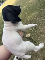 Girl 7, a female German Shorthaired Pointer for sale in Tampa, FL – Photo 4 of 4