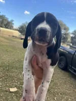 Girl 4, a female German Shorthaired Pointer for sale in Tampa, FL – Photo 1 of 4
