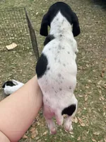 Girl 4, a female German Shorthaired Pointer for sale in Tampa, FL – Photo 3 of 4