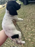 Girl 4, a female German Shorthaired Pointer for sale in Tampa, FL – Photo 4 of 4