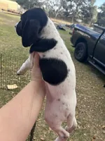 Girl 4, a female German Shorthaired Pointer for sale in Tampa, FL – Photo 2 of 4