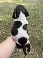 Boy 1, a male German Shorthaired Pointer for sale in Tampa, FL – Photo 4 of 5