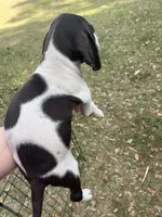 Boy 1, a male German Shorthaired Pointer for sale in Tampa, FL – Photo 5 of 5