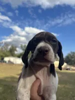 Boy 1, a male German Shorthaired Pointer for sale in Tampa, FL – Photo 1 of 5