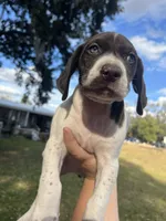 Boy 1, a male German Shorthaired Pointer for sale in Tampa, FL – Photo 2 of 5