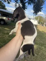 Boy 1, a male German Shorthaired Pointer for sale in Tampa, FL – Photo 3 of 5
