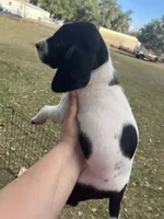 Girl 3, a female German Shorthaired Pointer for sale in Tampa, FL – Photo 2 of 4