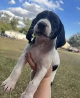 Girl 3, a female German Shorthaired Pointer for sale in Tampa, FL – Photo 4 of 4