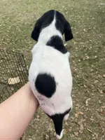 Girl 3, a female German Shorthaired Pointer for sale in Tampa, FL – Photo 3 of 4