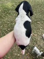 Girl 6, a female German Shorthaired Pointer for sale in Tampa, FL – Photo 4 of 4