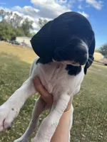 Girl 6, a female German Shorthaired Pointer for sale in Tampa, FL – Photo 1 of 4