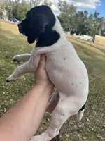 Girl 6, a female German Shorthaired Pointer for sale in Tampa, FL – Photo 3 of 4