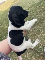 Girl 6, a female German Shorthaired Pointer for sale in Tampa, FL – Photo 2 of 4