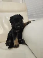 Bruno, a male German Shepherd Dog for sale in Kilkenny, MN – Photo 1 of 2