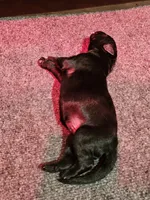 Bruno, a male German Shepherd Dog for sale in Kilkenny, MN – Photo 2 of 2