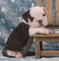 TITUS CHOCOLATE, a male English Bulldog for sale in Marshfield, MO – Photo 3 of 6