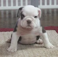 TITUS CHOCOLATE, a male English Bulldog for sale in Marshfield, MO – Photo 6 of 6