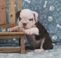 TITUS CHOCOLATE, a male English Bulldog for sale in Marshfield, MO – Photo 4 of 6