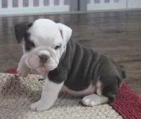 TITUS CHOCOLATE, a male English Bulldog for sale in Marshfield, MO – Photo 1 of 6