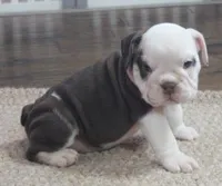 TITUS CHOCOLATE, a male English Bulldog for sale in Marshfield, MO – Photo 2 of 6