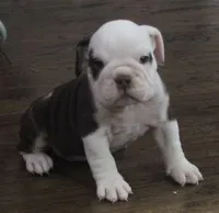 TITUS CHOCOLATE, a male English Bulldog for sale in Marshfield, MO – Photo 5 of 6