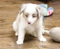 TRENT RED MERLE, a male Toy Australian Shepherd for sale in Marshfield, MO – 3 of 4