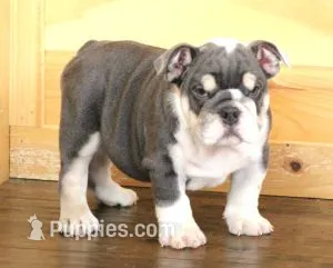 TURBO - BLUE TRI – English Bulldog puppy for sale in Marshfield, MO