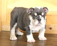 TURBO - BLUE TRI, a male English Bulldog for sale in Marshfield, MO – 1 of 4
