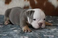 ALLEN AKC, a male English Bulldog for sale in Marshfield, MO – Photo 3 of 5