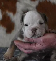 ALLEN AKC, a male English Bulldog for sale in Marshfield, MO – Photo 4 of 5